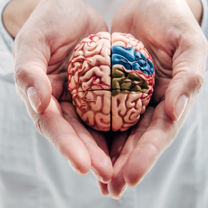 panoramic-shot-of-doctor-holding-model-of-brain-in-clinic